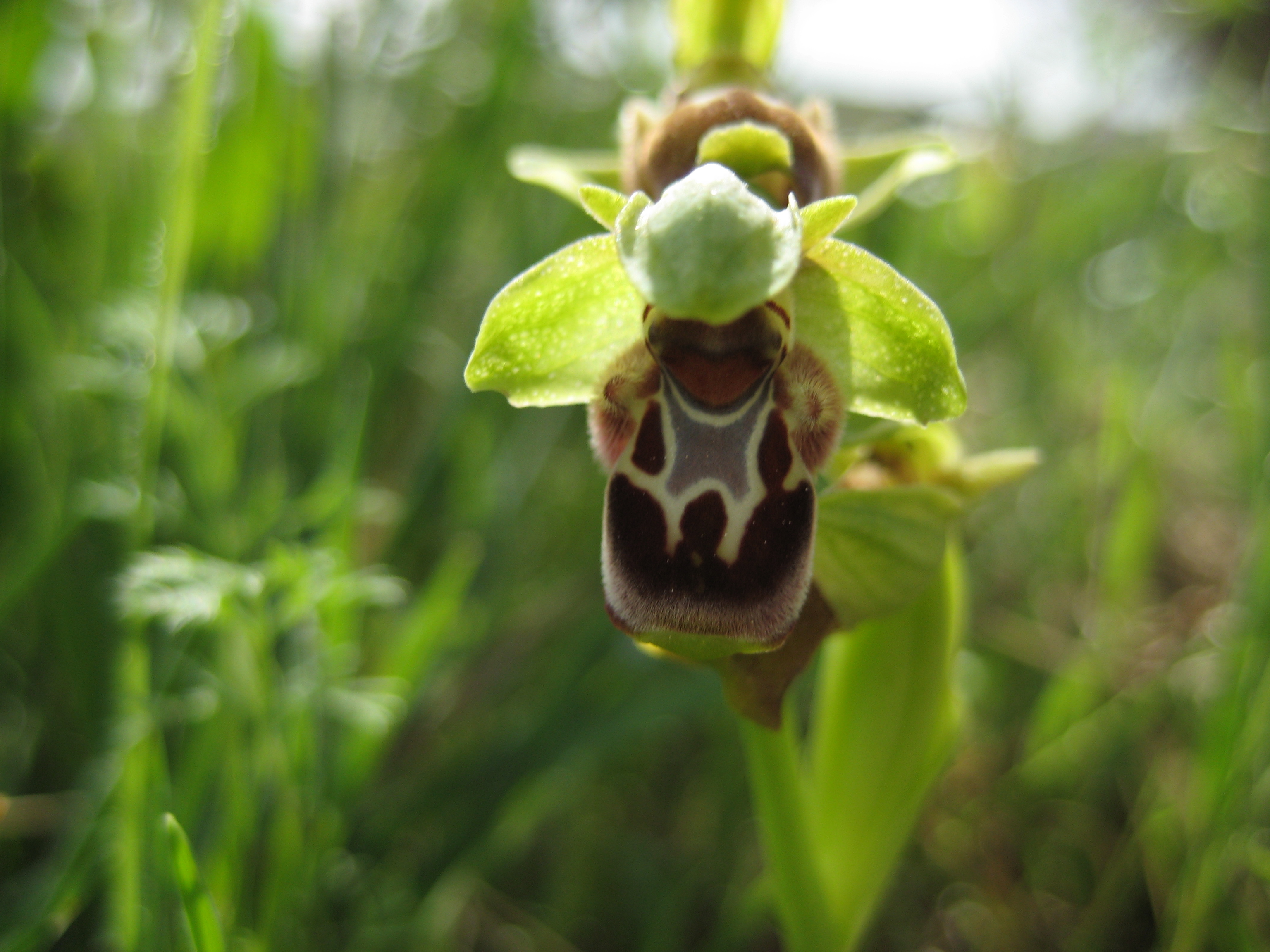bee orchid cyprus