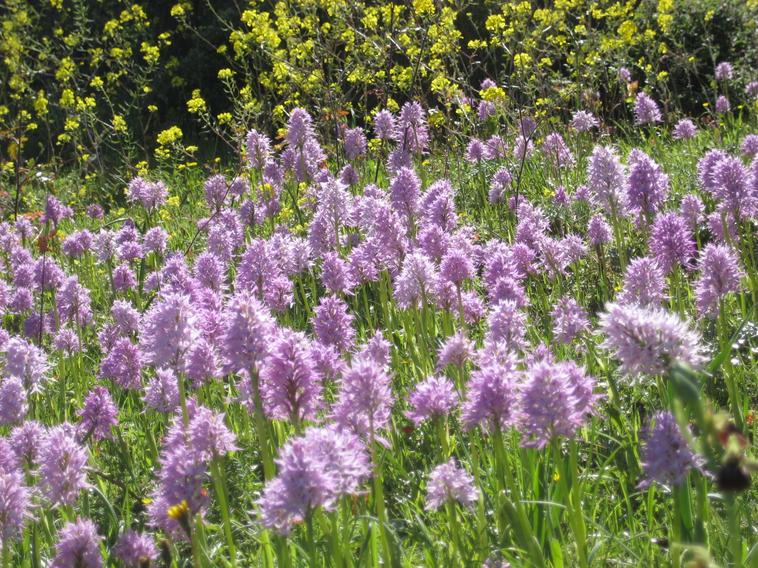 cyprus orchids